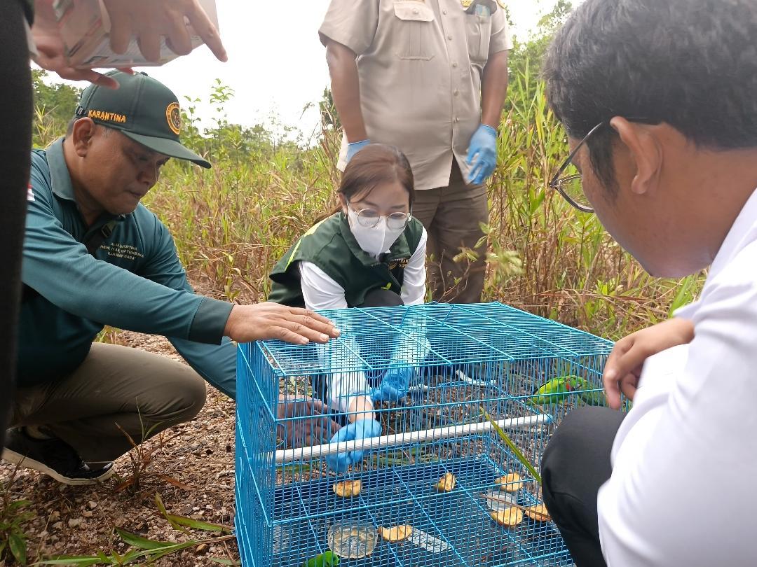 BKHIT Kalbar Lepasliarkan Burung Paruh Bengkok Kecil di Perbatasan Indonesia-Malaysia Kapuas Hulu 