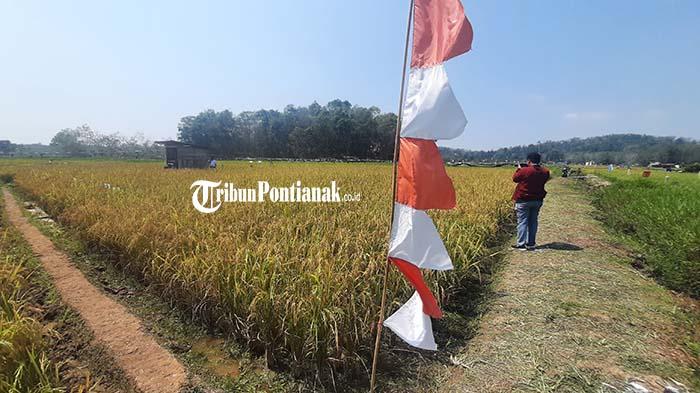 Martin-Nandung-mengungkapkan-potensi-padi-sawah423rd.jpg