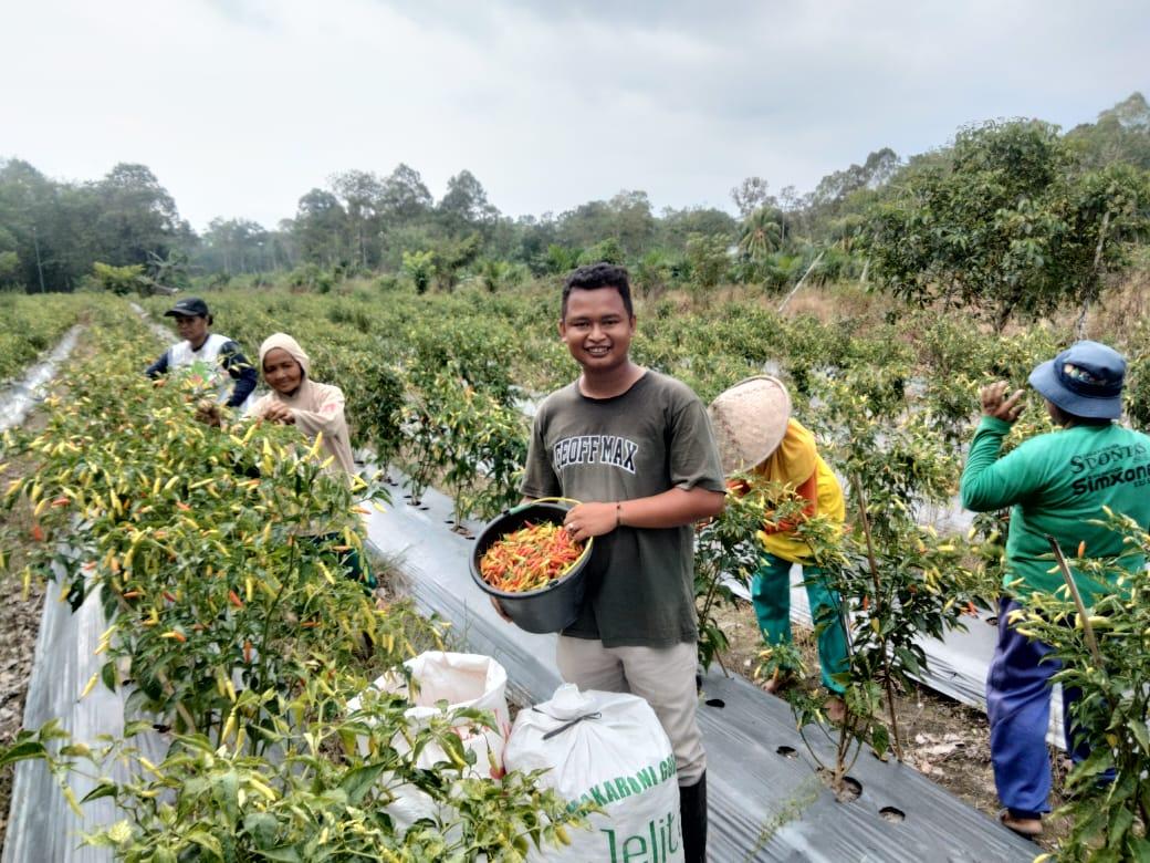 Milenial-Kabupaten-Sambas-Farhan-24-ketika-panen.jpg