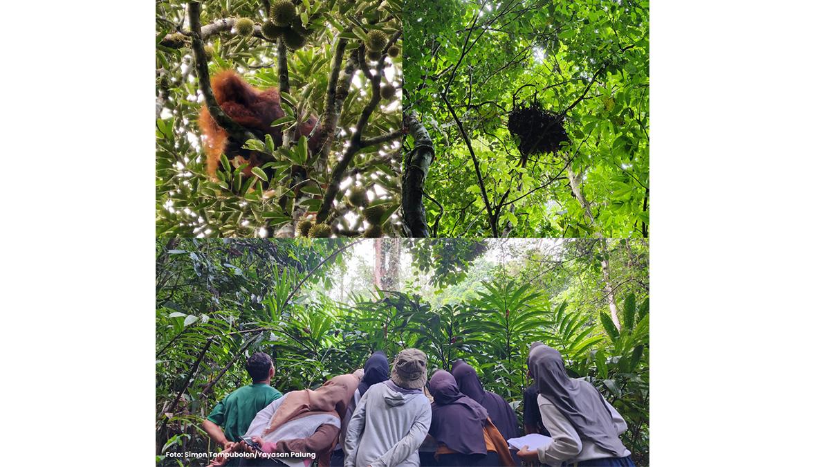 Momen Langka, Siswa SMAN 3 Simpang Hilir Kayong Utara Saksikan Orangutan sedang Makan Durian