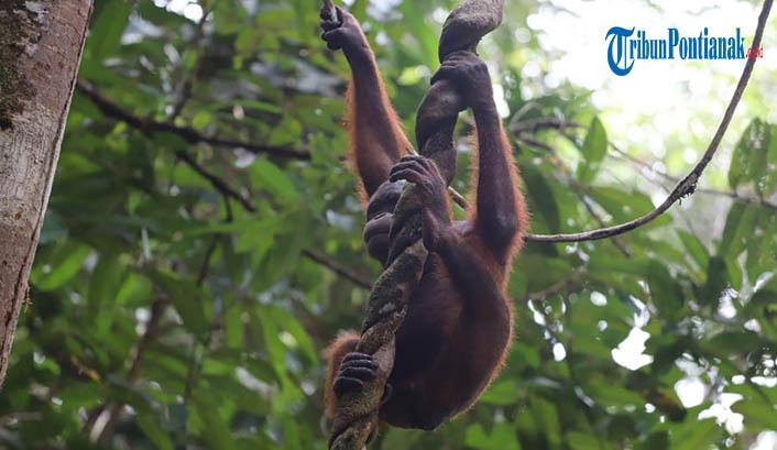 BBTNBKDS dan BKSDA Kalbar Lepasliarkan 3 Orangutang di Kawasan TNBK Wilayah DAS Mendalam