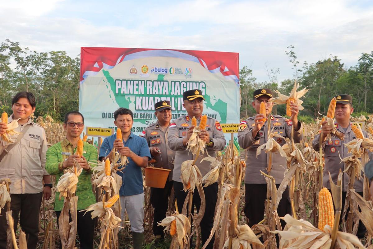 PANEN-JAGUNG2345ewf.jpg
