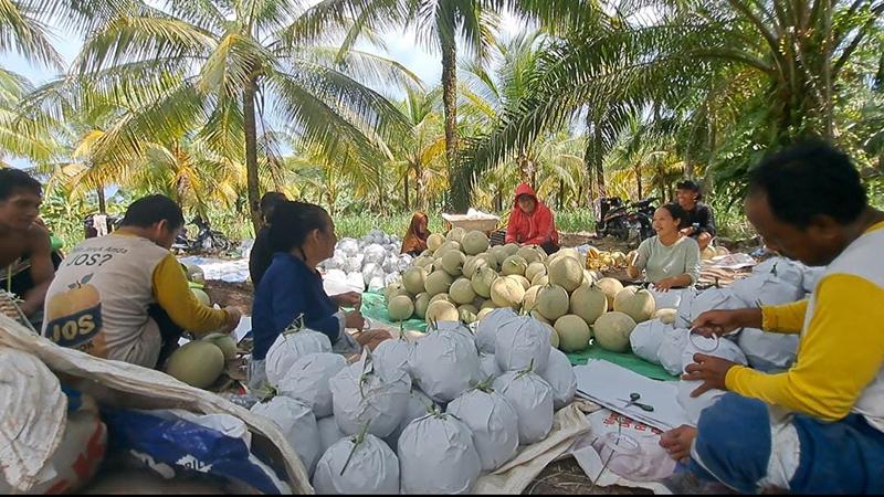 Kisah Petani Melon Semperiuk A, Jono Hadapi Banjir Kini Raup Untung