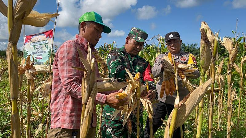 Kapolsek Mempawah Timur Imran Ikuti Panen Raya Jagung Serentak di Desa Parit Banjar