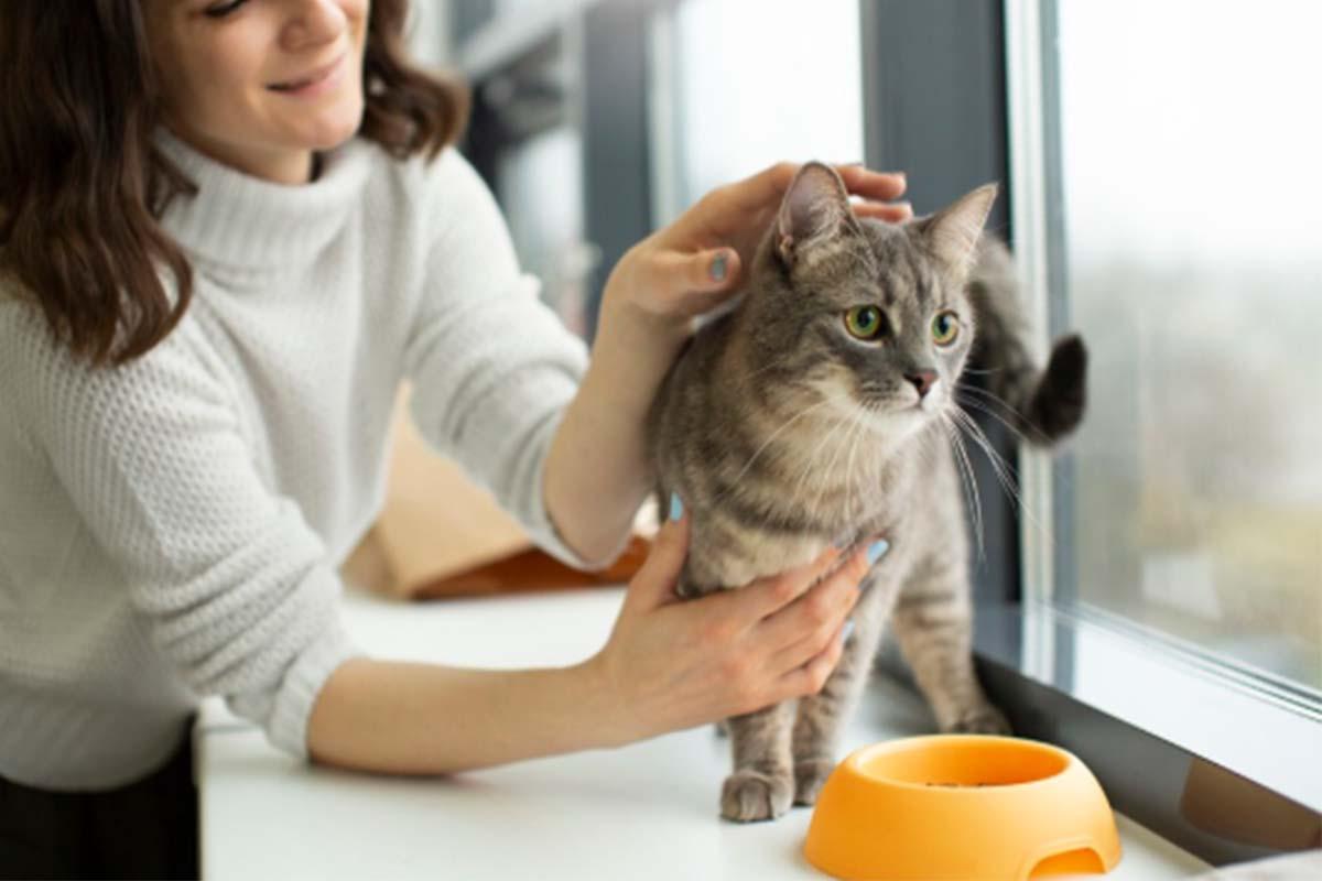 Pelihara-Kucing0704.jpg