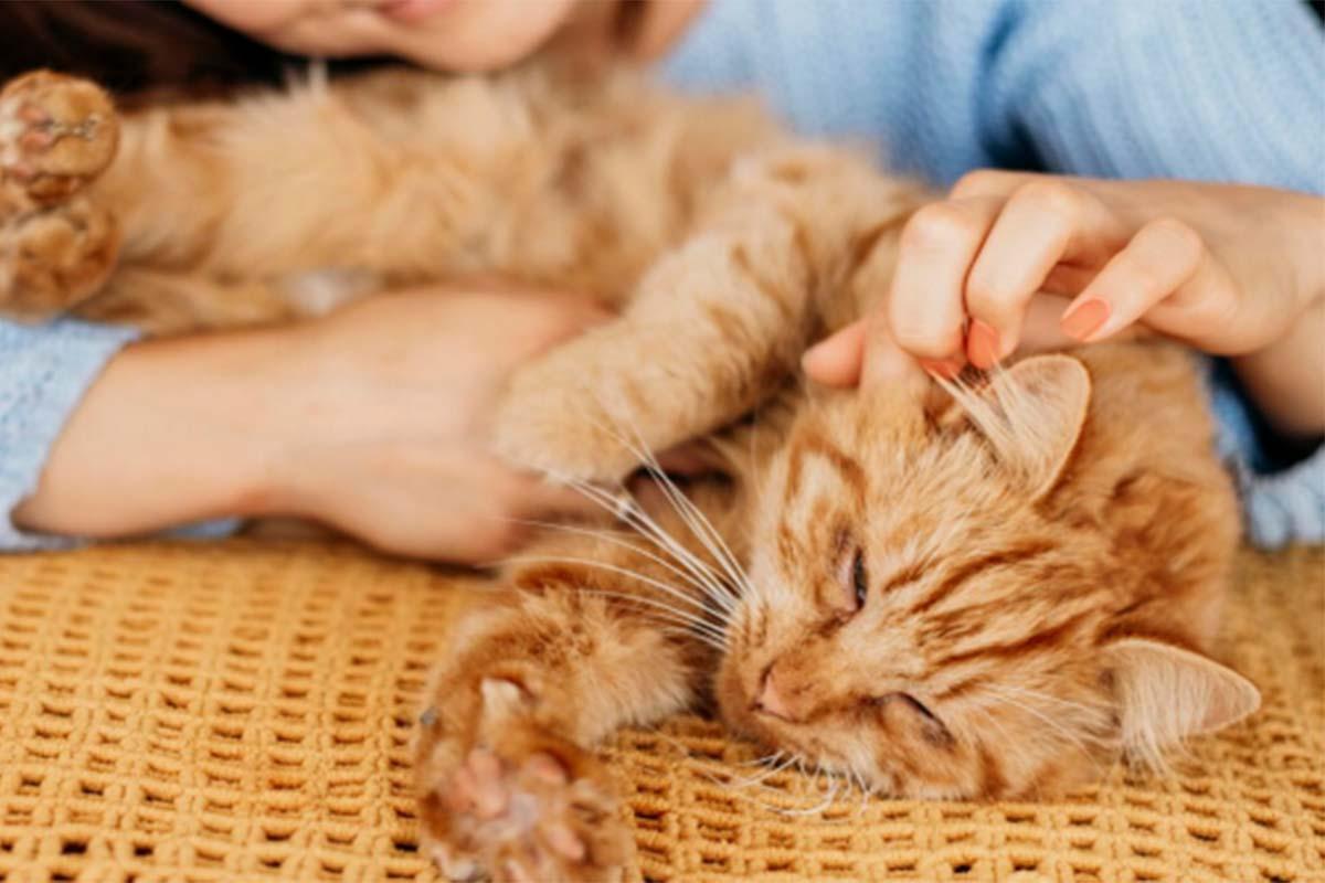 Pelihara-kucing0604.jpg