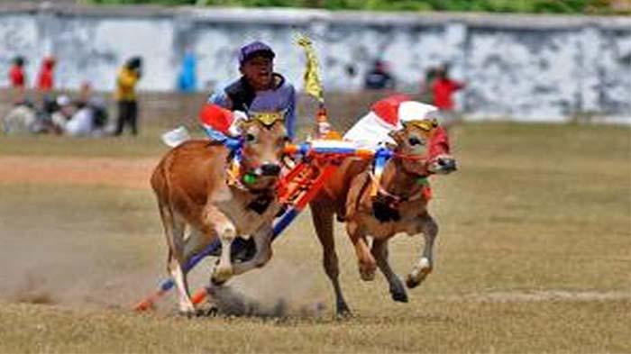 Perhelatan-karapan-sapi-di-Kabupaten-Pamekasan-beberapa-waktu-lalu.jpg