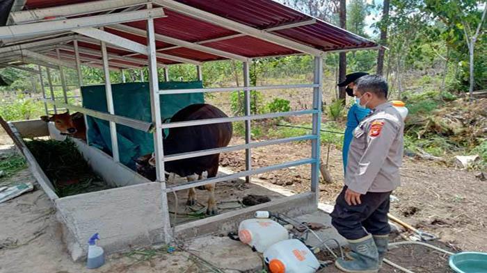 Cegah Penularan PMK, Personel Polsek Ella Hilir Lakukan Penyemprotan Kandang Sapi Milik Warga