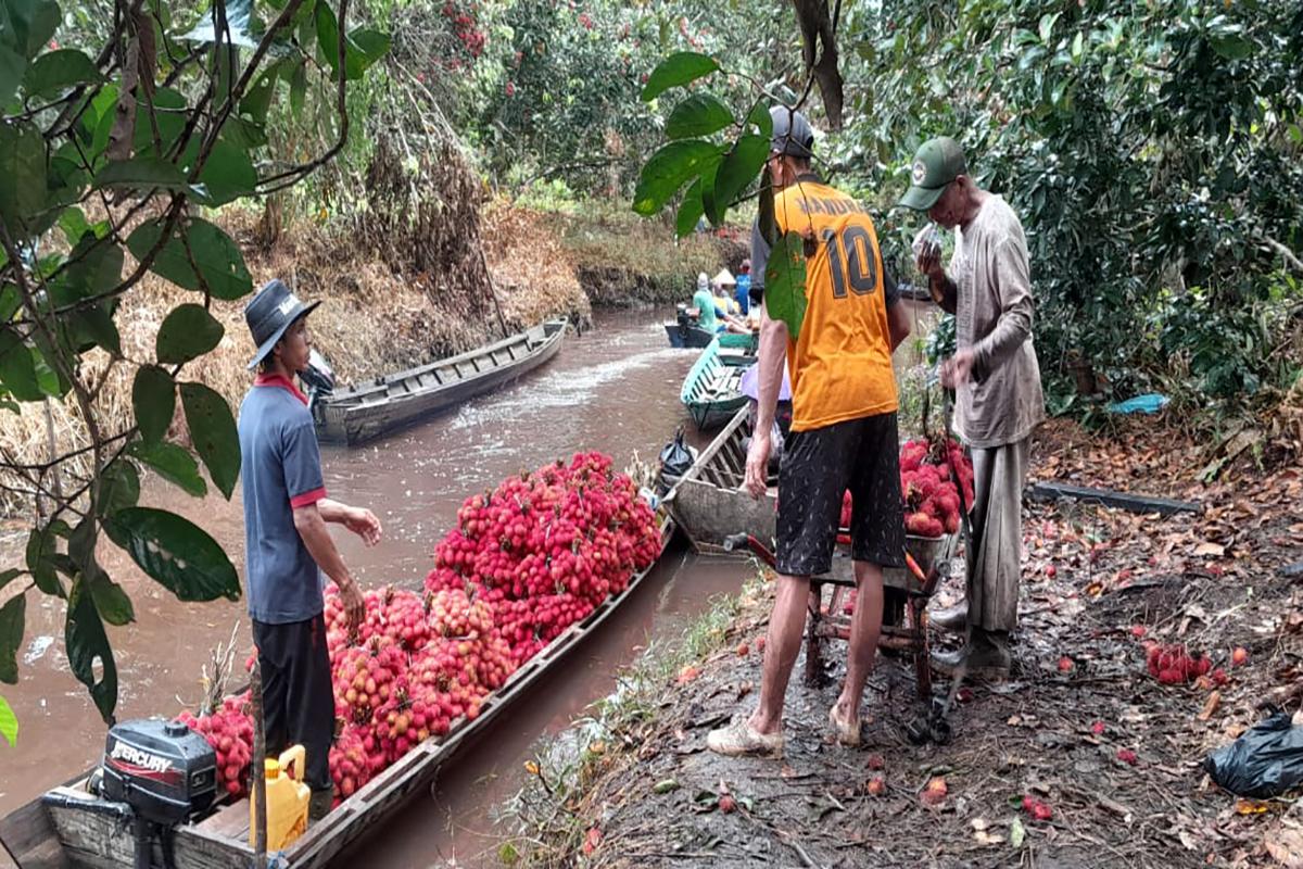 Cerita Petani Rambutan di Sajad, Hasil Panen Tak Lagi Melimpah