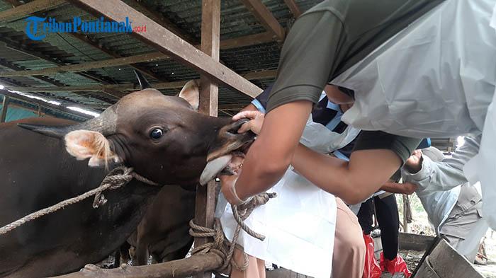 Tanggal Berapa Warga Muhammadiyah Menyembelih Hewan Qurban & Pemerintah Mulai 10 Juli 2022