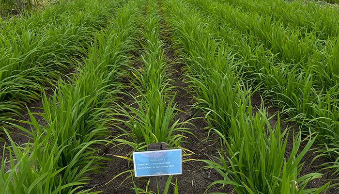 Progres Program Tanam Padi PTPN Tumbuh Subur dan Potensi Tambah Pendapatan Petani Sawit