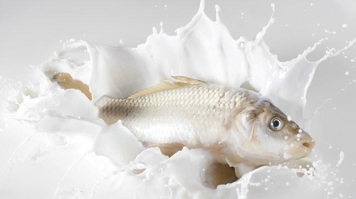RESMI-Susu-Ikan-Masuk-Menu-Makan-Bergizi-Gratis-Apa-Beda-dengan-Susu-Sapi.jpg