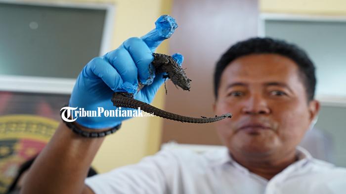 Rilis-kasus-peyelundupan-40-puluh-ekor-Biawak-3.jpg<pf>Rilis-kasus-peyelundupan-40-puluh-ekor-Biawak-5.jpg<pf>Rilis-kasus-peyelundupan-40-puluh-ekor-Biawak-2.jpg<pf>Rilis-kasus-peyelundupan-40-puluh-ekor-Biawak-4.jpg<pf>Rilis-kasus-peyelundupan-40-puluh-ekor-Biawak-1.jpg