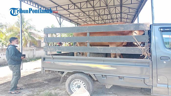 Sapi-yang-hendak-dikirim-ke-Kabupaten-Sintang-sdf-sd.jpg