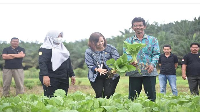 Sekretaris-Daerah-Kabupaten-Sintang-Yosepha-Hasnah-panen-sayur-23rsedf.jpg