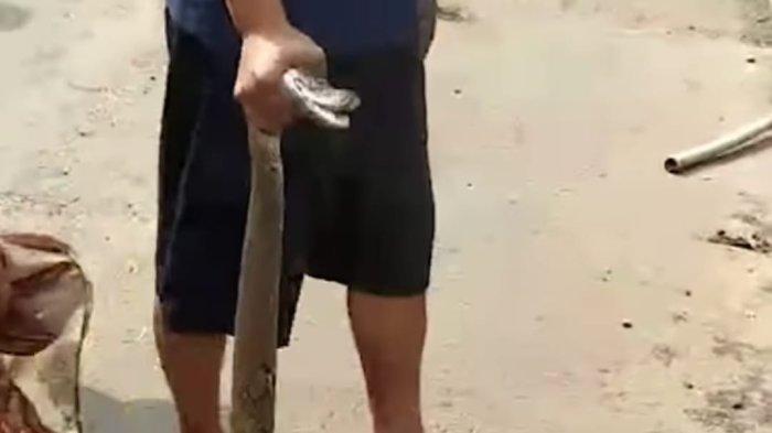 Warga Dikagetkan Munculnya Ular Sanca Batik Sepanjang 4 Meter dari Gorong-gorong Perumahan