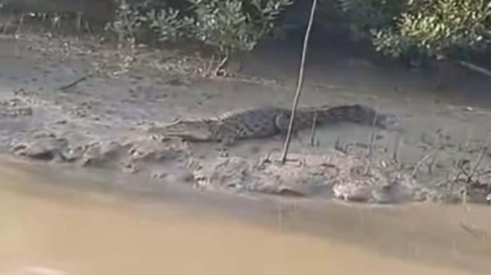 Tangkapan-layar-video-memperlihatkan-seekor-buaya-234ewdf.jpg