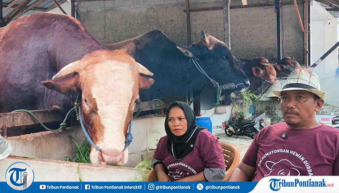 Ternak-Sapi-Kalbar.jpg