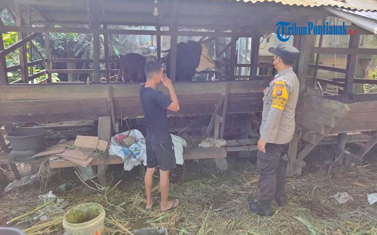 Bhabinkamtibmas Polsek Ledo Ingatkan Peternak Sapi Waspada Penyakit Mulut dan Kuku