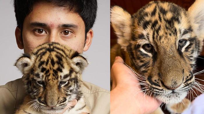 Terungkap-Penyebab-Kematian-Anak-Harimau-Peliharaan-Alshad-Ahmad.jpg