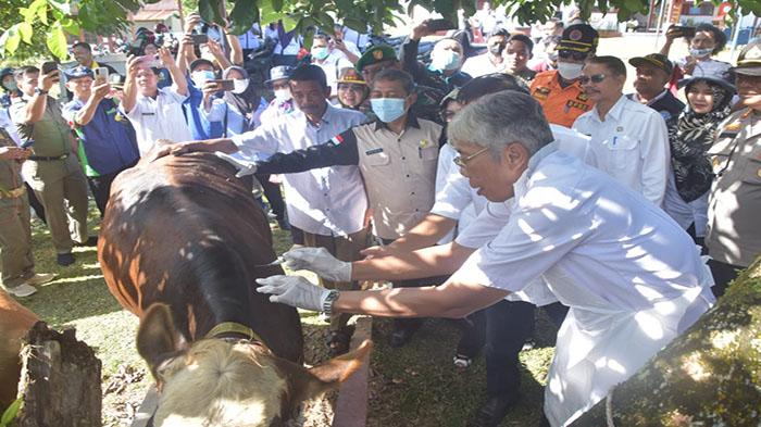600 Ekor Sapi Mulai Divaksin, Sintang Kekurangan 6.635 Dosis untuk Cegah PMK