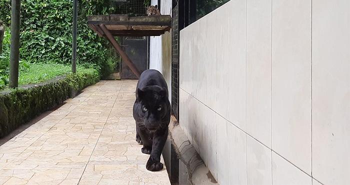 Viral Aksi Macan Tutul Resahkan Warga Serang Lengkap Kronologi Proses Evakuasi hingga Diobservasi