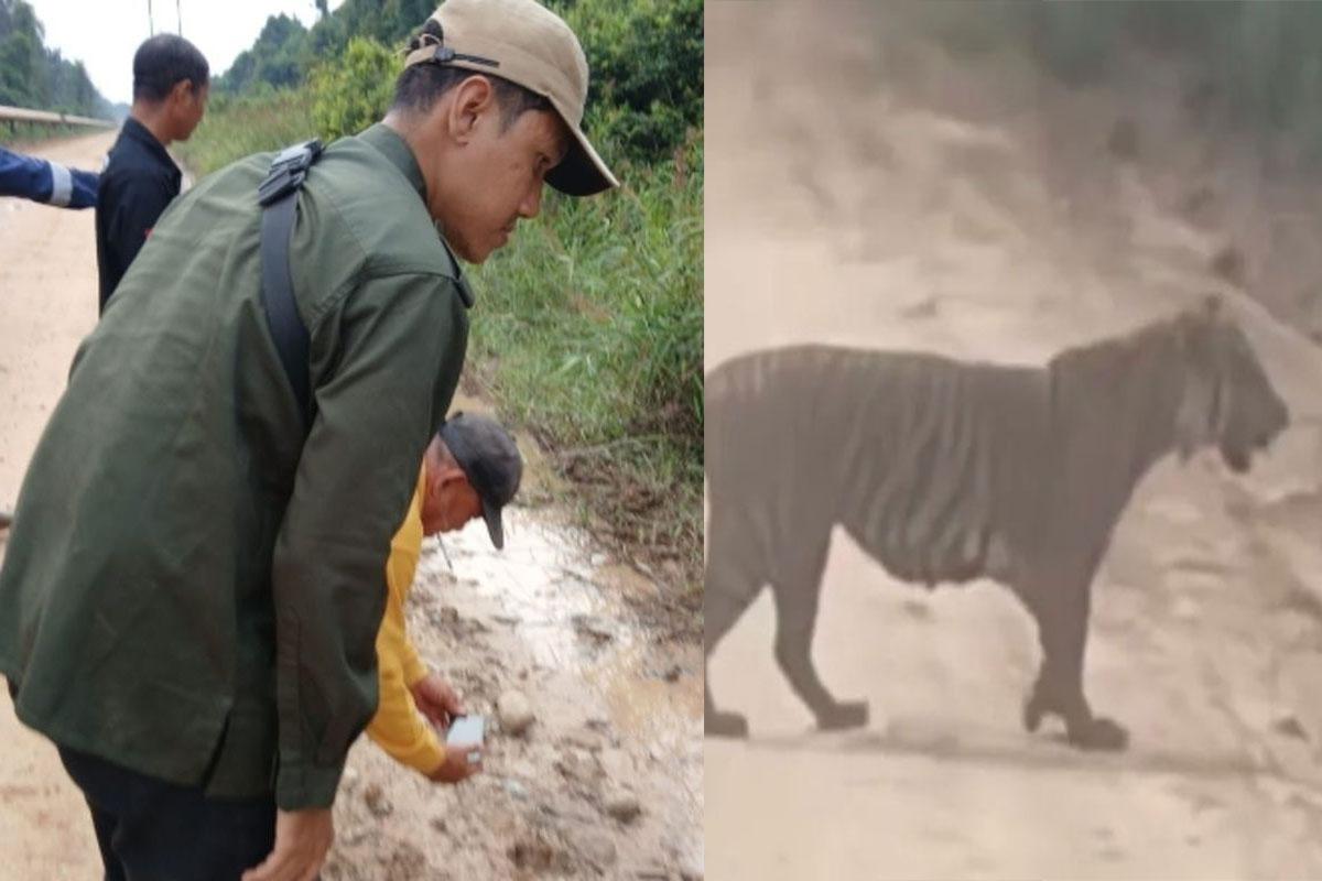 Viral-di-media-sosial-penampakan-seekor-harimau-sumatera.jpg