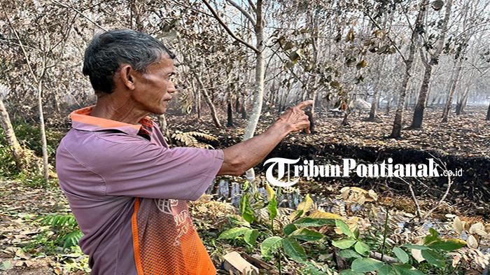 Karhutla di Kalbar, Cerita Warga Malek Sambas Saat Karhutla di Depan Rumah: Api Menyala Besar