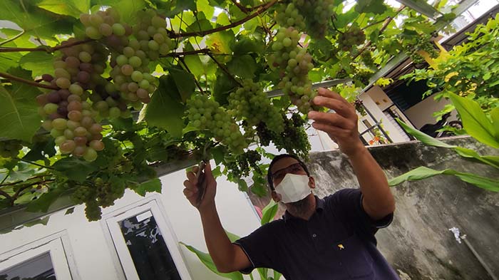 anton-kamaruddin-menunjukkan-tanaman-anggur-hasil-budidaya.jpg