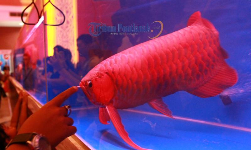150 Ikan Arwana Super Red akan Dipamerkan di Pontianak Convention Center