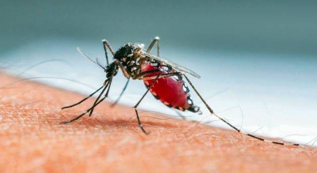 awas-kasus-dbd-naik-simak-cara-mencegah-gigitan-nyamuk-aedes-aegypti.jpg