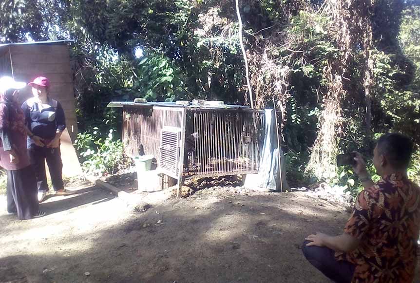 Tim Kesehatan Kebun Binatang Sinka Zoo Beberkan Kondisi Beruang Madu yang Viral di Medsos