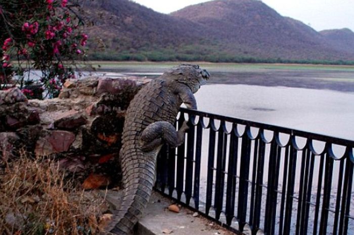 buaya-manjat-pagar_20180410_183731.jpg