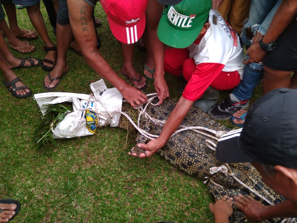Heboh! Gigit Warga, Buaya di Mempawah Hulu Ini Akhirnya Berhasil Ditangkap