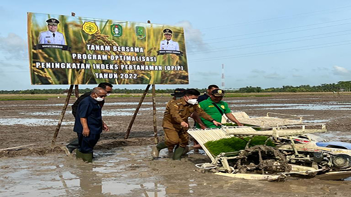 Bupati Sambas Satono Tanam Padi di Lahan 10 Hektar Desa Mensere