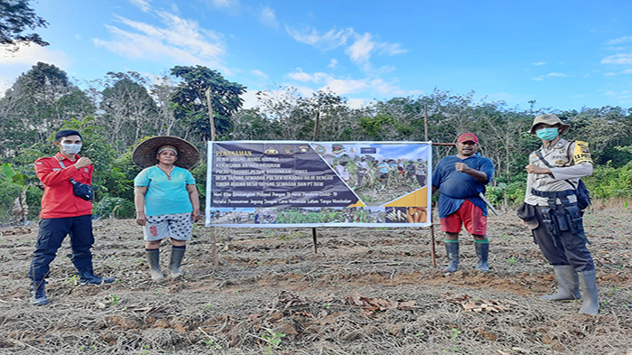 Ketahanan Pangan di Saat Pandemi Covid-19, Warga dan Polsek Sekadau Hilir Tanam Jagung Manis Hibrida