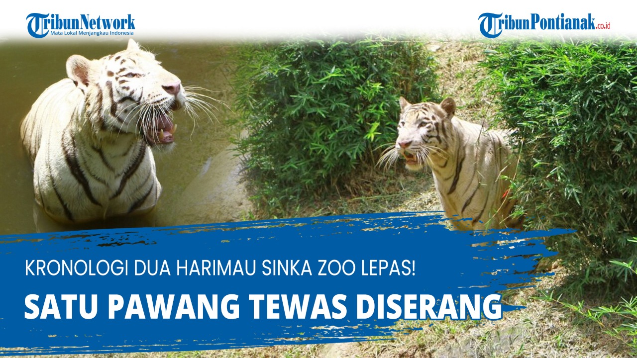 dua-harimau-sinka-zoo-lepas-1.jpg