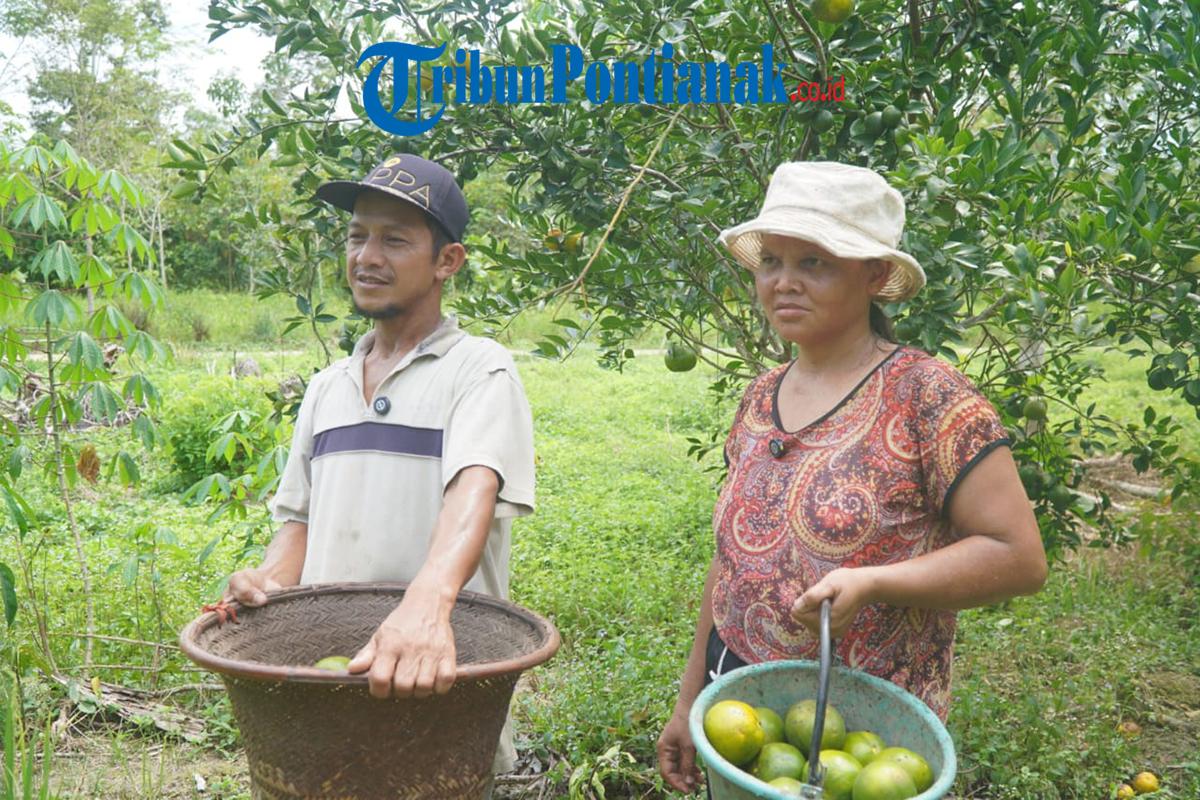 dua-orang-petani-jeruk-Desa-Ratu-Sepudak.jpg