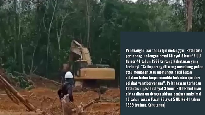 Dugaan Pembalakan Liar di Meliau, WALHI Desak Pihak Terkait Usut Tuntas