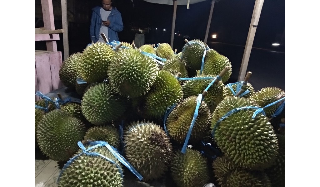 Nikmatnya Durian Terung di Kapuas Hulu, Murah Loh!