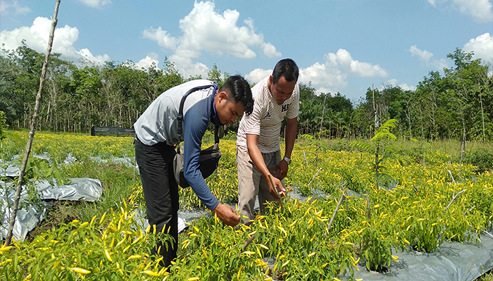 BPTP Kalbar Bantu Petani Milenial di Kabupaten Sambas