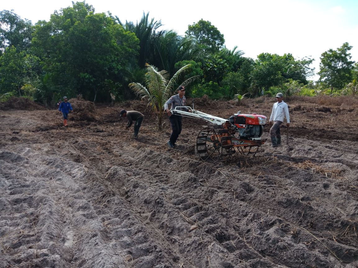Polsek Jawai dan Petani Gemburkan Tanah Pilot Project Buka Lahan Tanpa Bakar