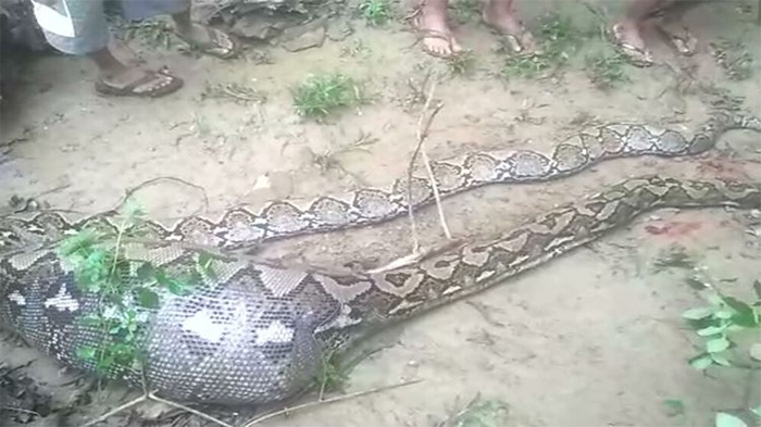HEBOH Penampakan Ular Piton 'Raksasa' Sepanjang 8 Meter Telan Seekor Sapi