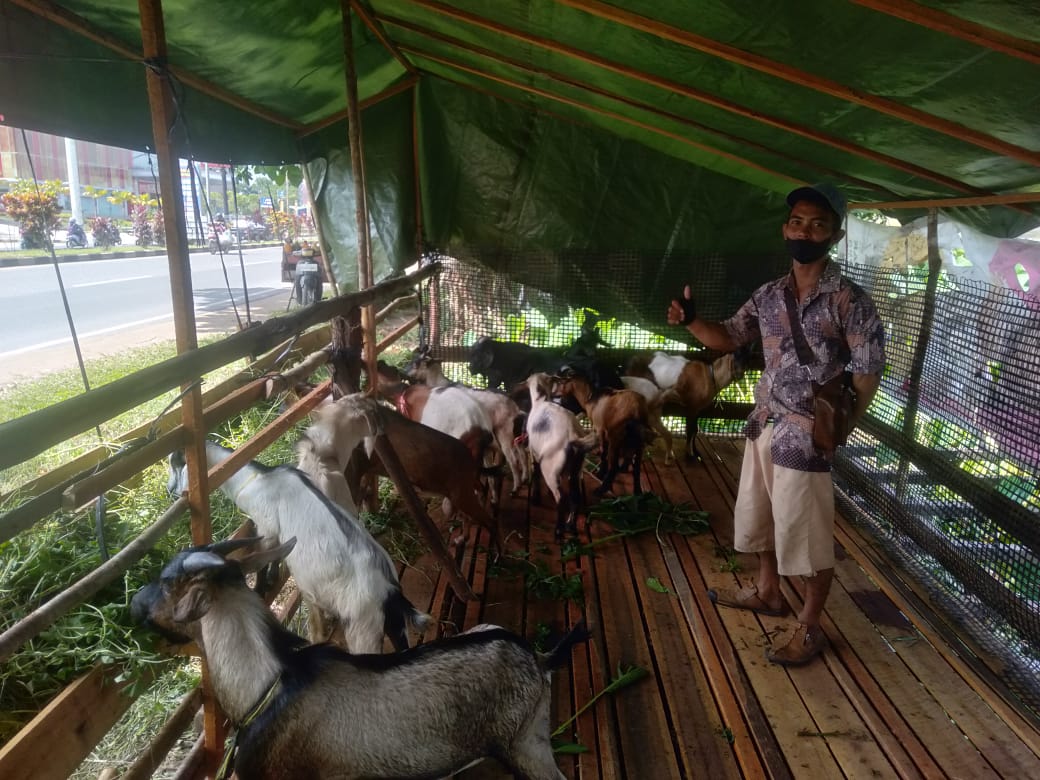 hewan-kurban-kambing-kubu-raya.jpg