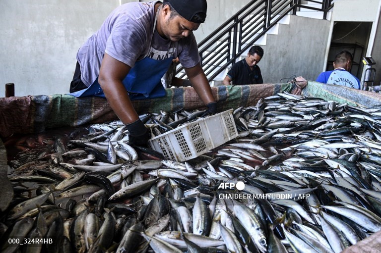 3 Ikan Khas Indonesia yang Mampu Turunkan Kadar Kolestrol dan Mengandung Omega-3
