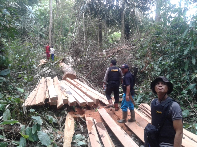 Ilegal Logging Akan Terus Ada, Jika Hal Ini Tetap Dilakukan