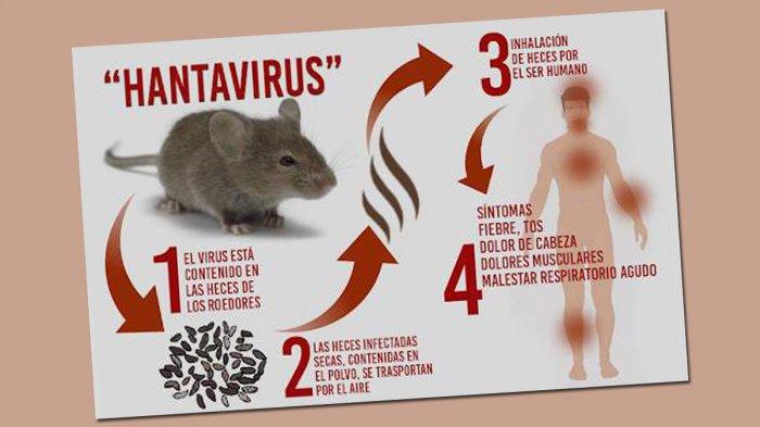 ilustrasi-hantavirus-yang-muncul-di-china.jpg