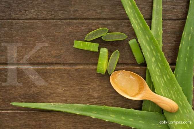 ilustrasi-lidah-buaya.jpg