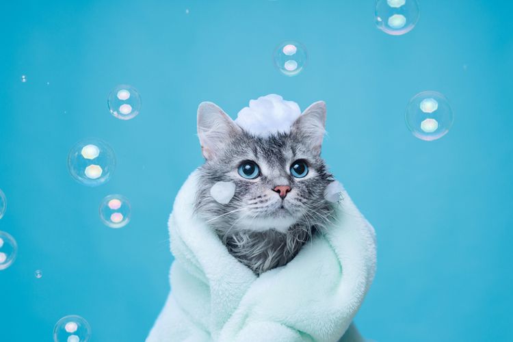 ilustrasi-memandikan-kucing.jpg