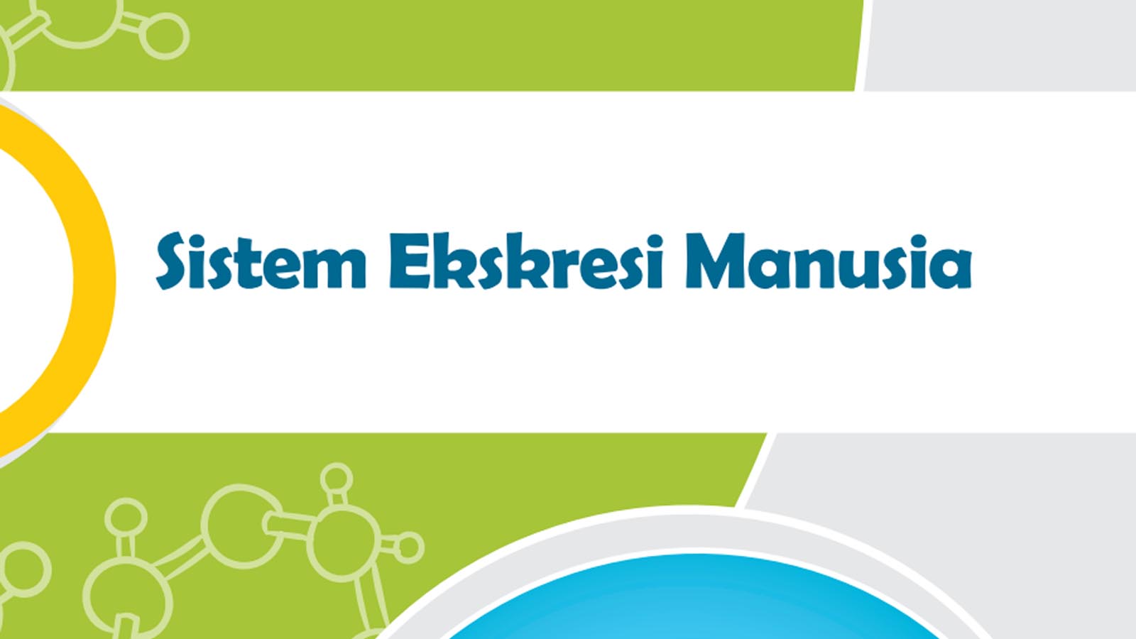 Apa yang Dimaksud dengan Sistem Ekskresi? Organ Apa yang Menyusun Sistem Tersebut?